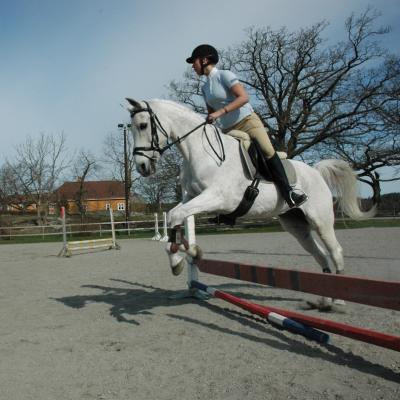 Hest som springer over lavt hinder. 