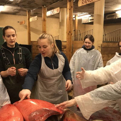 Elever står rundt innvollene til hest.