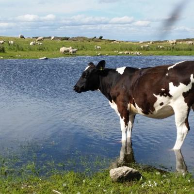 Kalv og sauer ved en dam.