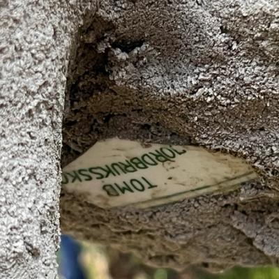 Nærbilde under kalven: Innlagt gammel tallerken fra Tomb. 