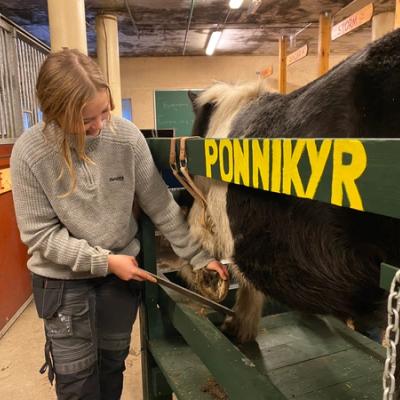 Ponnikyr-vogn, for å skrape hover. 