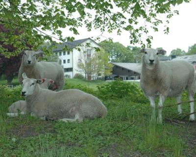 Sauer som beiter i den grønne parken. I bakgrunnen er skolens internat.