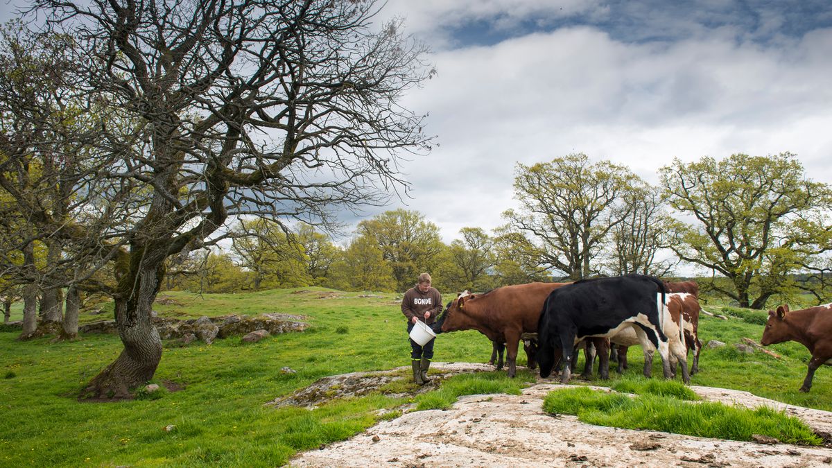 Ung mann fôrer storfe fra en bøtte.