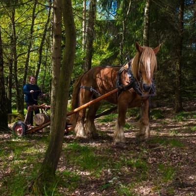 Arbeidshest som trekker tømmer