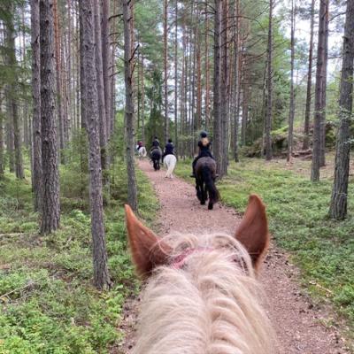 På ridetur i skogen, tatt fra hesteryggen.